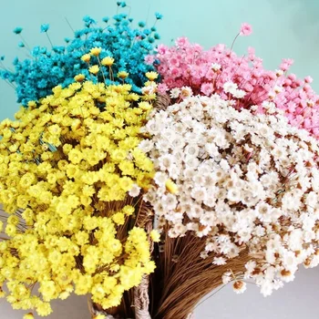 30 kom./compl. Ukrasne suhog cvijeća Mini Tratinčica Little Star Buket Cvijeća Prirodne Biljke spremi za Cvjetni Vjenčani Doma Dekor